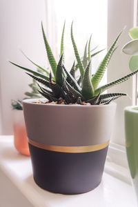 Close-up of potted plant on windowsill 