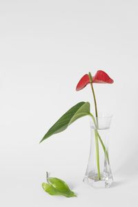 Close-up of plant against white background