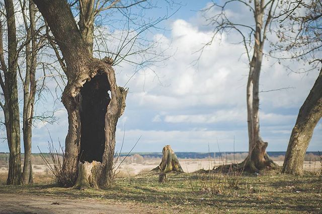 SCENIC VIEW OF BARE TREE AGAINST SKY