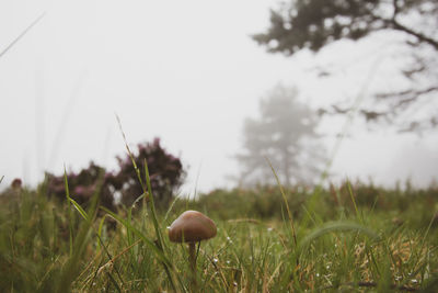 Close-up of mushroom growing on field against sky
