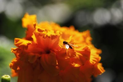 Close-up of bee pollinating on flower