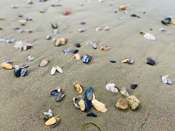 High angle view of shells on beach