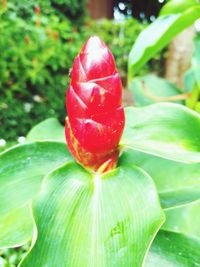 Close-up of water drops on red flower