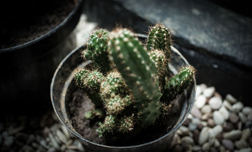 High angle view of succulent plant