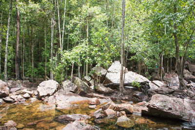 Plants growing by rocks in forest