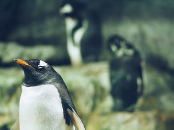 Close-up of penguin on grass