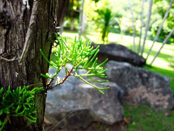 Close-up of fresh green plant