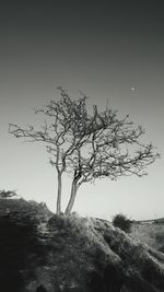 Bare tree on field against clear sky