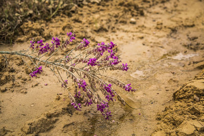 Close-up of flowers on sand