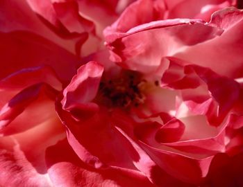 Macro shot of red rose flower