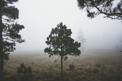 Trees in forest during foggy weather