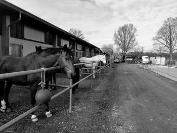 View of horse in ranch against sky