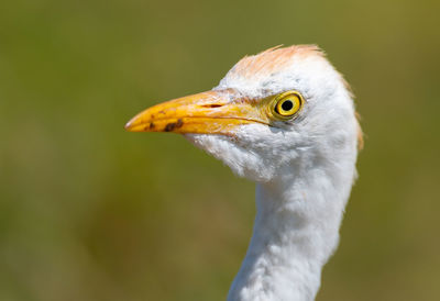 Close-up of bird