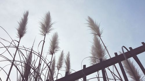 Low angle view of trees against sky