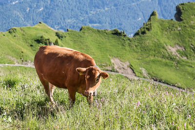 Brown cow in switzerland mountains brienzer rothorn