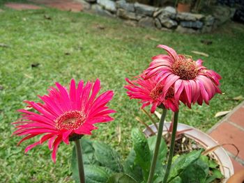 Close-up of coneflowers blooming outdoors