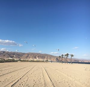 Seagull flying over land against blue sky