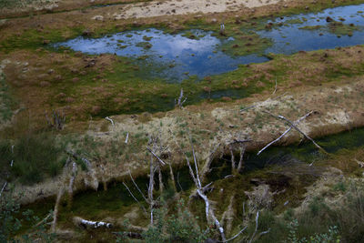 High angle view of moss growing on land