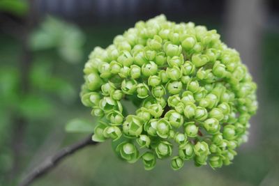 Close-up of plant