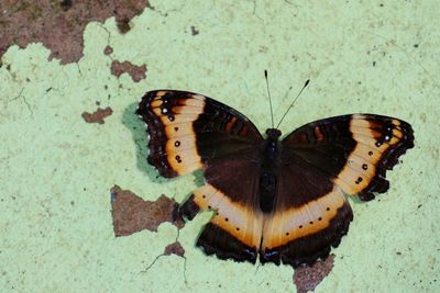 High angle view of butterfly on leaf