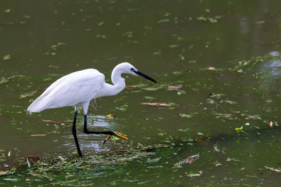 Side view of bird in water