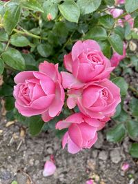 Close-up of pink rose