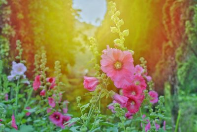 Close-up of pink flowering plants