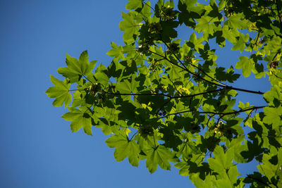 Low angle view of tree against clear blue sky