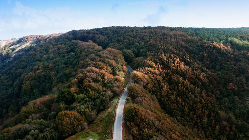 Treetops with colorful autumn leaves in the mountain. aspromonte calabria.