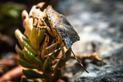 Close-up of insect on rock