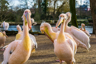 View of birds on field