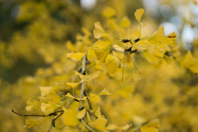 Close-up of yellow flowers