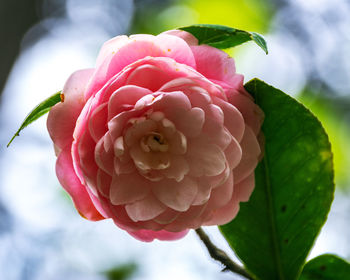 Close-up of pink rose