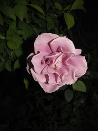 Close-up of pink rose