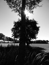 Trees on field against clear sky