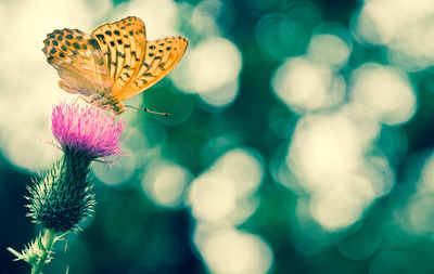 Close-up of butterfly pollinating on thistle