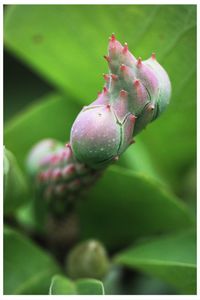 Close-up of flower buds