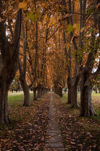 Footpath amidst trees in park during autumn