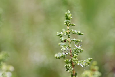 Close-up of flowering plant