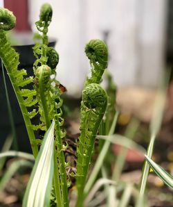 Close-up of plant growing on field