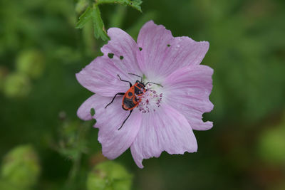 Close-up of insect on flower