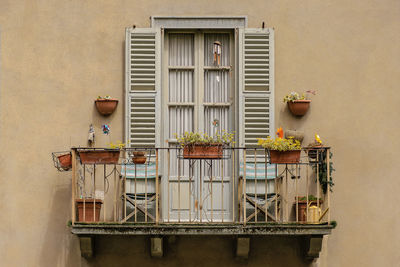 Potted plant on balcony of building