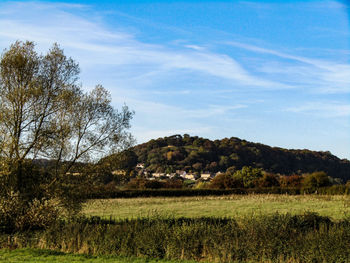 Trees on field against sky