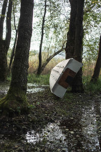 Trees on field in forest