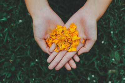 Close-up of hand holding yellow flower