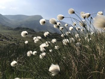 Close-up of white flowering plants on field against sky