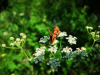 Close-up of butterfly pollinating on flower