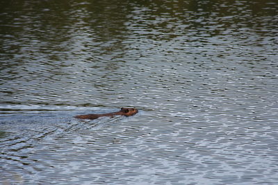 High angle view of bird swimming in lake