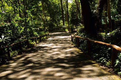 Walkway amidst trees in forest