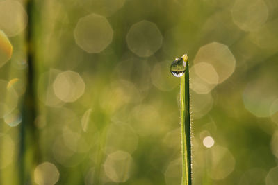 Close-up of dew on grass